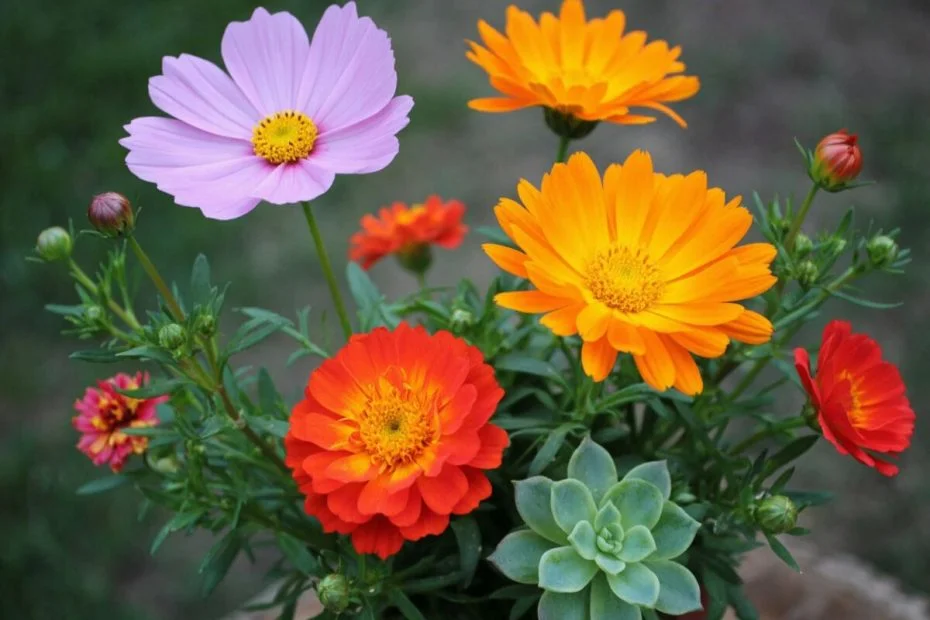 3 Geheime Pflanzen: Im Dezember säen für prachtvolle Sommerblüten!