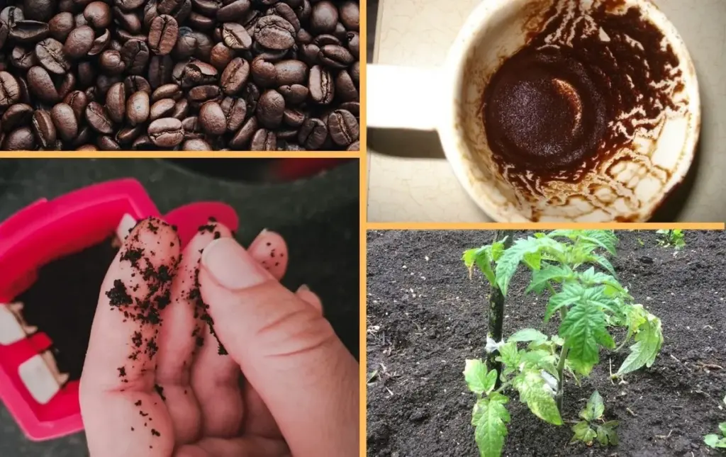 Warum Kaffeesatz Gold wert ist: 3 geniale Tricks für Garten und Haushalt