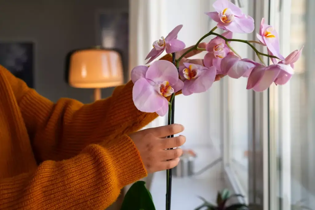 Orchidee ohne Blüten? Der natürliche Trick für neue Blütenpracht