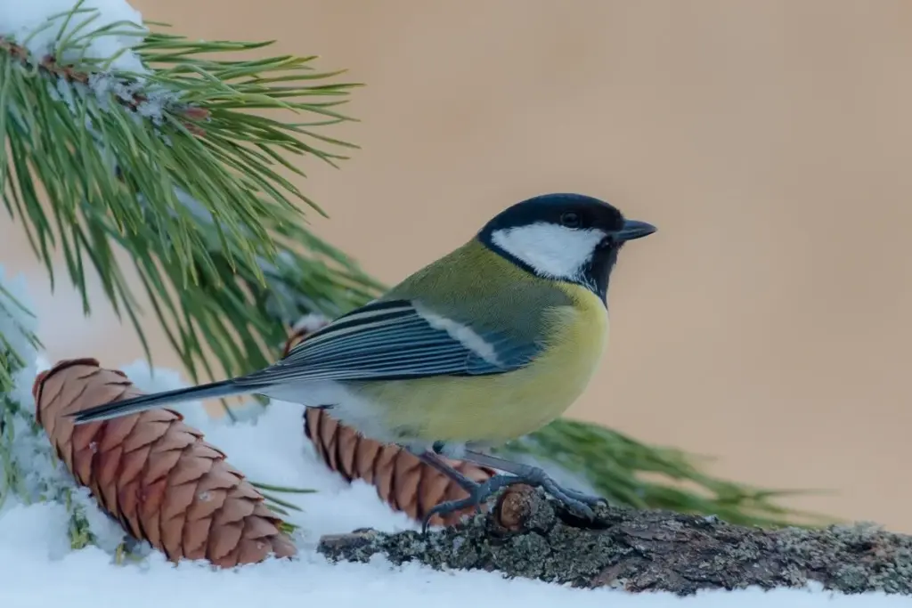 Das überraschende Geheimnis aus der Vorratskammer: Eine kleine Geste rettet Gartenvögel im Dezember!