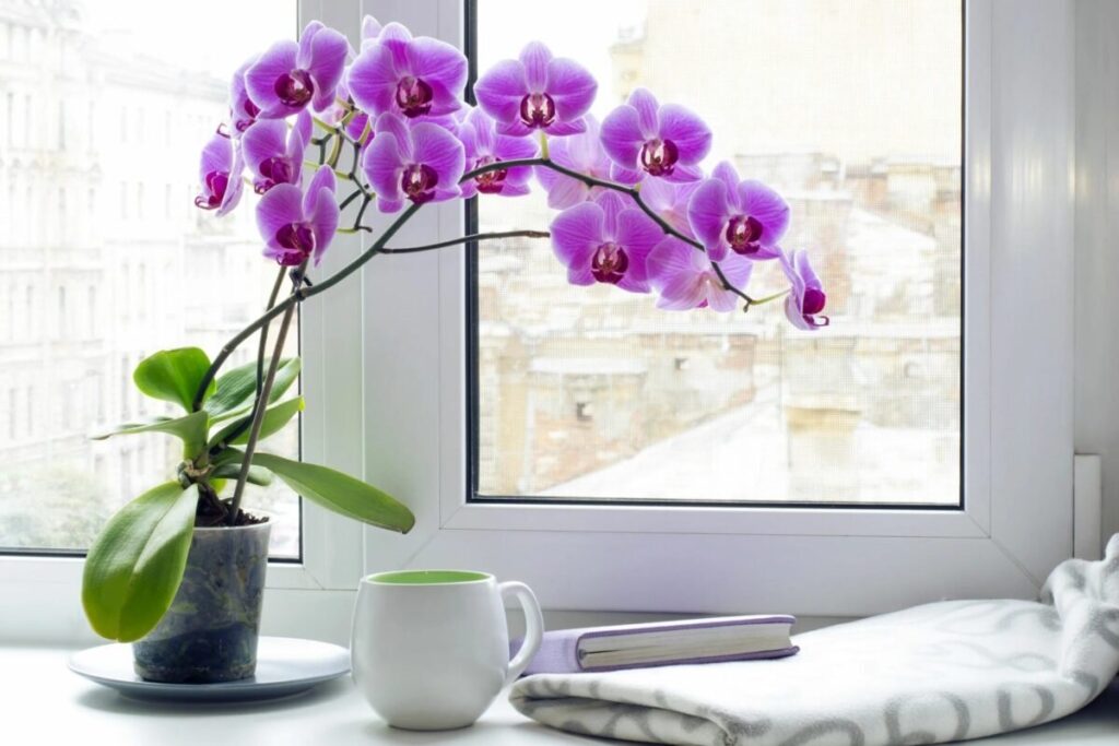 Orchideen-Trick: Dieses Küchengeheimnis zaubert prachtvolle Blüten