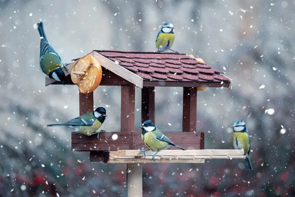 Dezember-Geheimnis: Dieser Vorratskammer-Schatz rettet Gartenvögel!
